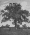 Boscobel Oak where Charles Hid