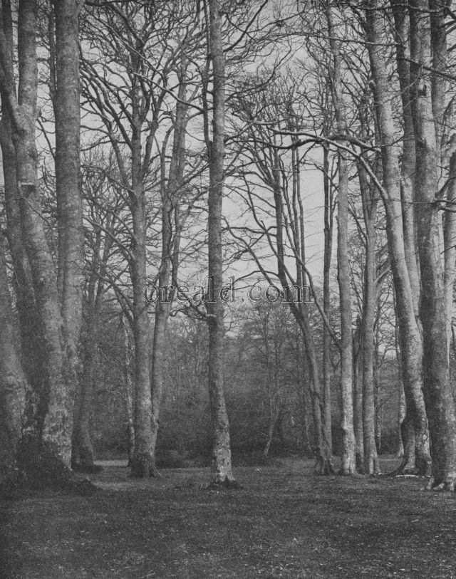 A GLADE IN THE NEW FOREST: STATELY BEECHES BEFORE THE COMING OF THE LEAF A GLADE IN THE NEW FOREST: STATELY BEECHES BEFORE THE COMING OF THE LEAF