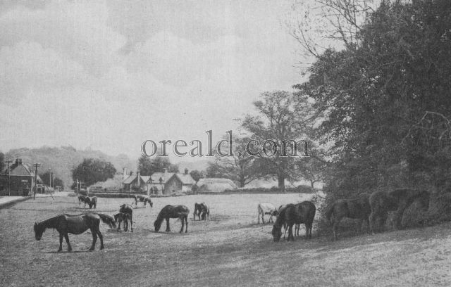 BRAMSHAW COMMON, IN THE NEW FOREST, WHERE THE COMMON RIGHTS ARE PROTECTED AGAINST VIOLATION FOR EVERMORE BRAMSHAW COMMON, IN THE NEW FOREST, WHERE THE COMMON RIGHTS ARE PROTECTED AGAINST VIOLATION FOR EVERMORE