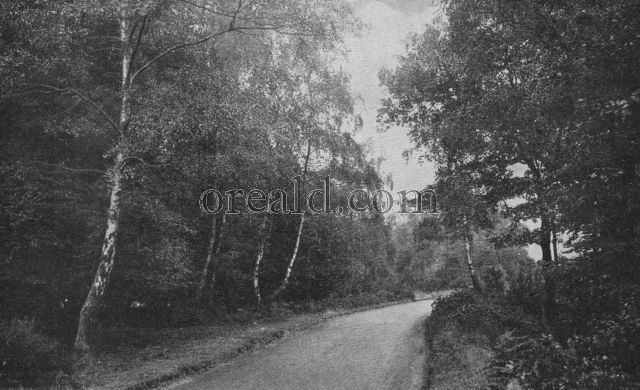 THE REMNANT OF EPPING AND HAINAULT FORESTS: A ROAD NEAR LOVELY HIGH BEECH THE REMNANT OF EPPING AND HAINAULT FORESTS: A ROAD NEAR LOVELY HIGH BEECH