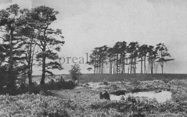 A VIEW OF CAMP HILL IN ASHDOWN FOREST, SUSSEX WEALD A VIEW OF CAMP HILL IN ASHDOWN FOREST, SUSSEX WEALD