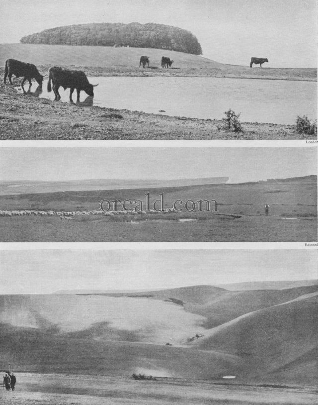 THE DEW-PONDS FOR SHEEP AND CATTLE OF THE SUSSEX DOWNS THE DEW-PONDS FOR SHEEP AND CATTLE OF THE SUSSEX DOWNS