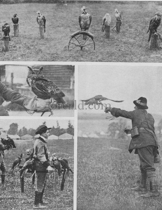 HAWKING, ONE OF ENGLAND'S OLDEST SPORTS, REVIVED IN MODERN TIMES HAWKING, ONE OF ENGLAND'S OLDEST SPORTS, REVIVED IN MODERN TIMES