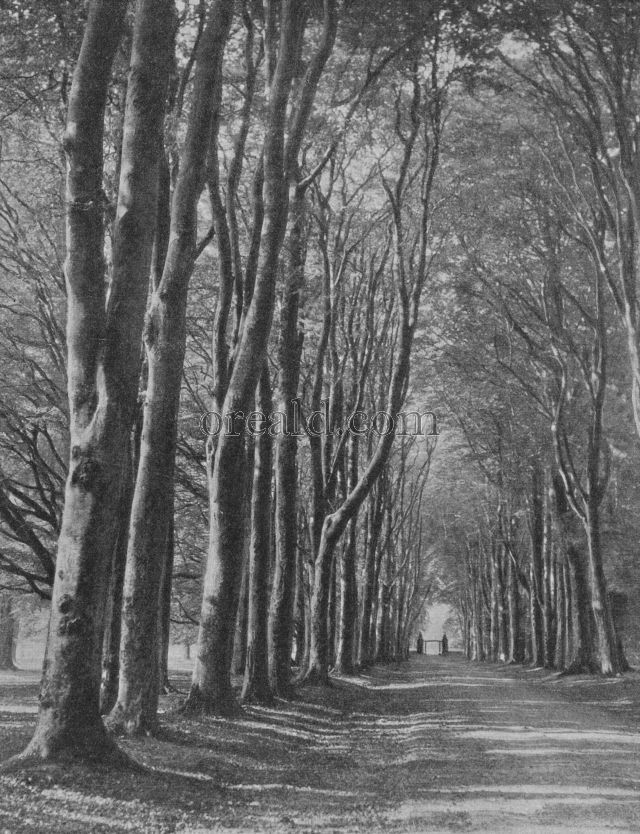 SAVERNAKE'S 'GRAND AVENUE' LIKE A CATHEDRAL NAVE OF BEECH TREES SAVERNAKE'S 'GRAND AVENUE' LIKE A CATHEDRAL NAVE OF BEECH TREES